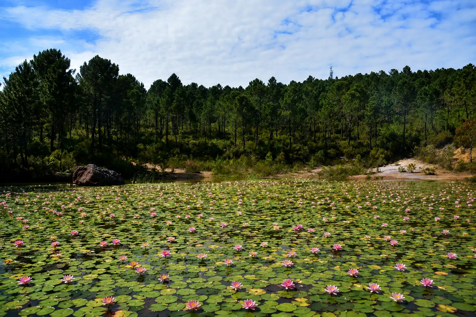 Lac des Nénuphars